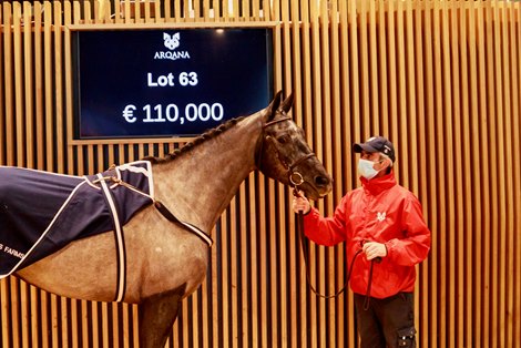 Bathyrhon Filly Leads Way at Arqana Opener