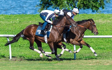 L'Imperator (FR) - Horse Profile - BloodHorse