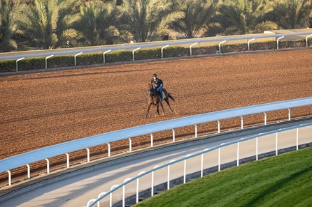 Channel Cat Stallion Channel Cat - Horse Profile - BloodHorse