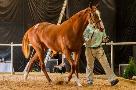 The Toronado filly consigned as Lot 106 in the ring at the Magic Millions Tasmanian Yearling Sale