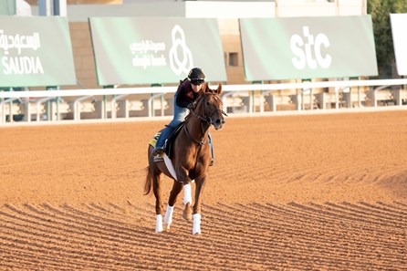Channel Cat Stallion Channel Cat - Horse Profile - BloodHorse