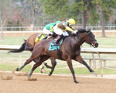 Connie Daily Racing Gar Hole, Connie K Shine in Arkansas-Bred Stakes - BloodHorse