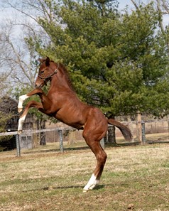 Volatile - Horse Profile - BloodHorse