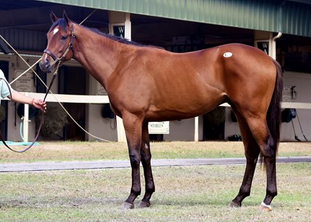 The Always Dreaming colt consigned as Hip 121 at the OBS March Sale