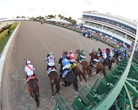 Horses break from the gate in the Fountain of Youth Stakes at Gulfstream Park