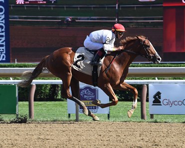 Classic Causeway - Horse Profile - BloodHorse