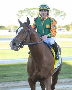 Classic Causeway - Horse Profile - BloodHorse