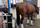 This equine positron emission tomography (PET) scanner at the Lexington hospital is used for diagnostic imaging in select lameness cases and can be used in standing, sedated horses.