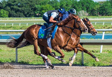 Classic Causeway Breezes, Likely For Florida Derby - Bloodhorse