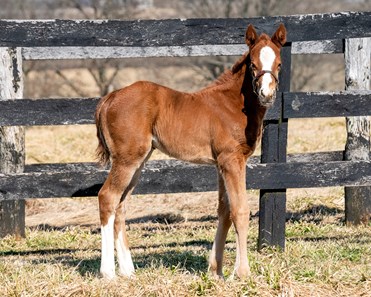 Volatile Stallion Volatile - Horse Profile - BloodHorse