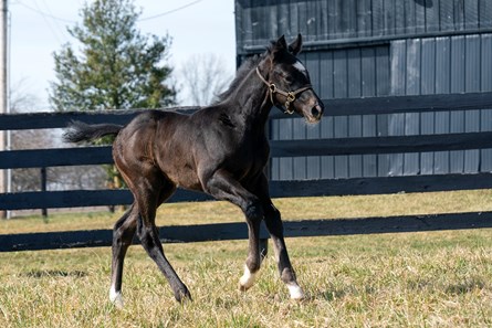 Volatile Stallion Volatile - Horse Profile - BloodHorse