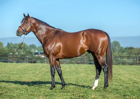 Sister to Russian Revolution Joins Magic Millions Sale