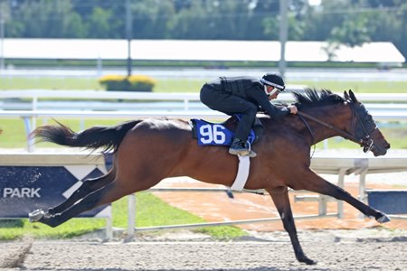 The Uncle Mo colt consigned as Hip 96 works at the under tack show for The Gulfstream Sale