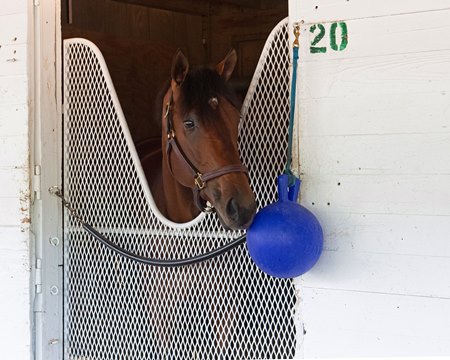 Epicenter in his stall at Churchill Downs