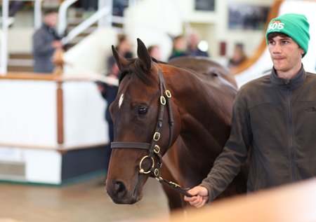 The Time Test colt consigned as Lot 145 in the ring at the Tattersalls Guineas Breeze-Up Sale