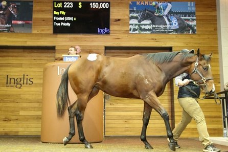 The Frosted filly consigned as Lot 223 in the ring at the Inglis Melbourne Gold Yearling Sale 