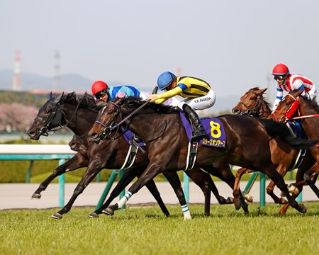 Stars on Earth (No. 8) wins the Oka Sho at Hanshin Racecourse