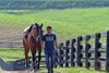 Groom Jose Garcia leads two time Breeders' Cup Champion Golden Pal back to trainer Wesley Wards private barn next to Keeneland
