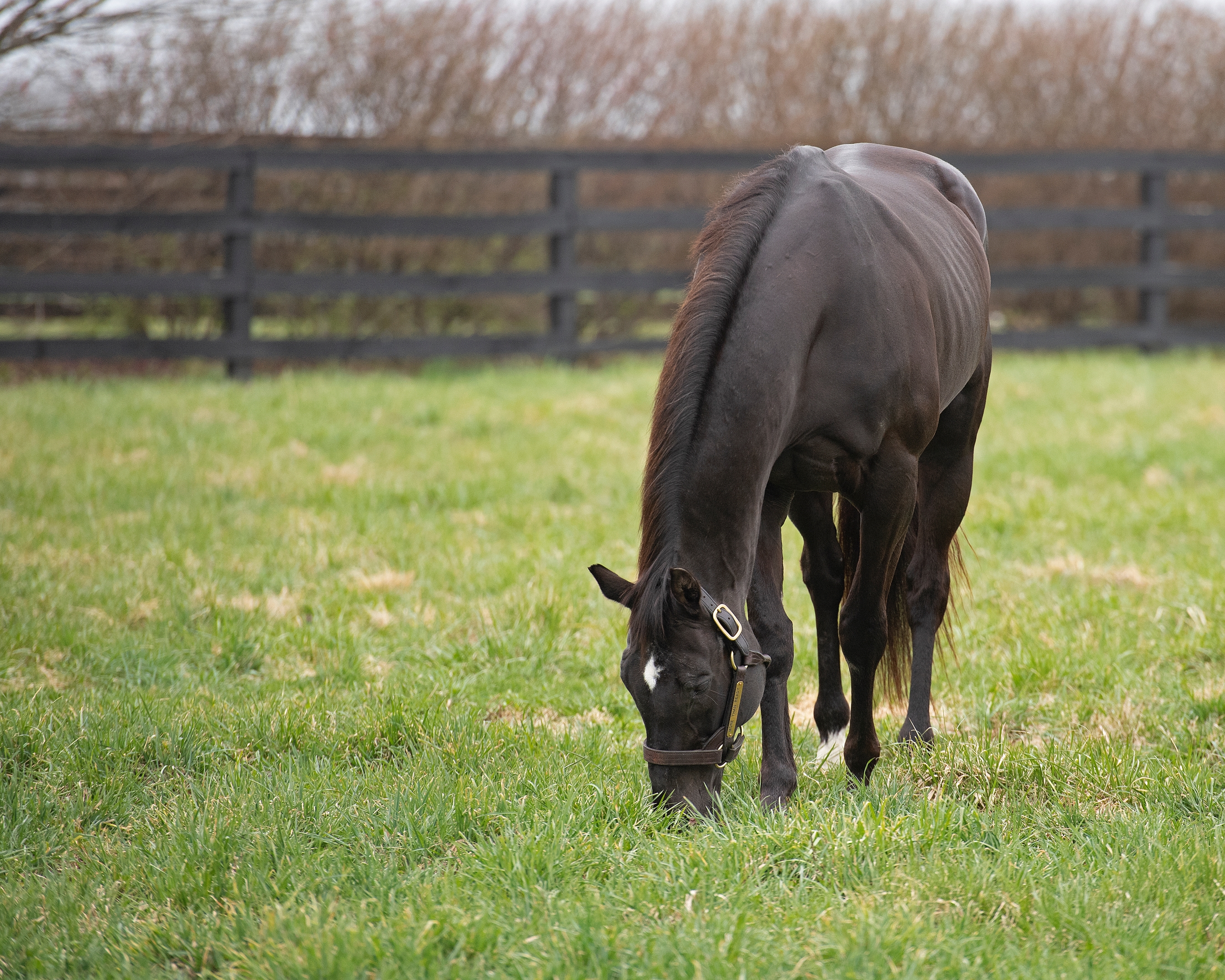 Prominent International Sire More Than Ready Dies at 25 - BloodHorse