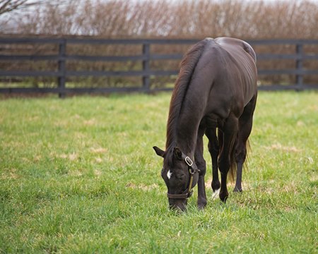 More Than Ready in March at WinStar Farm