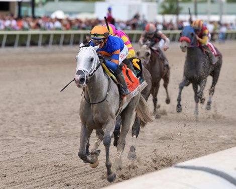 White Abarrio hovers to the Florida Derby Victory
