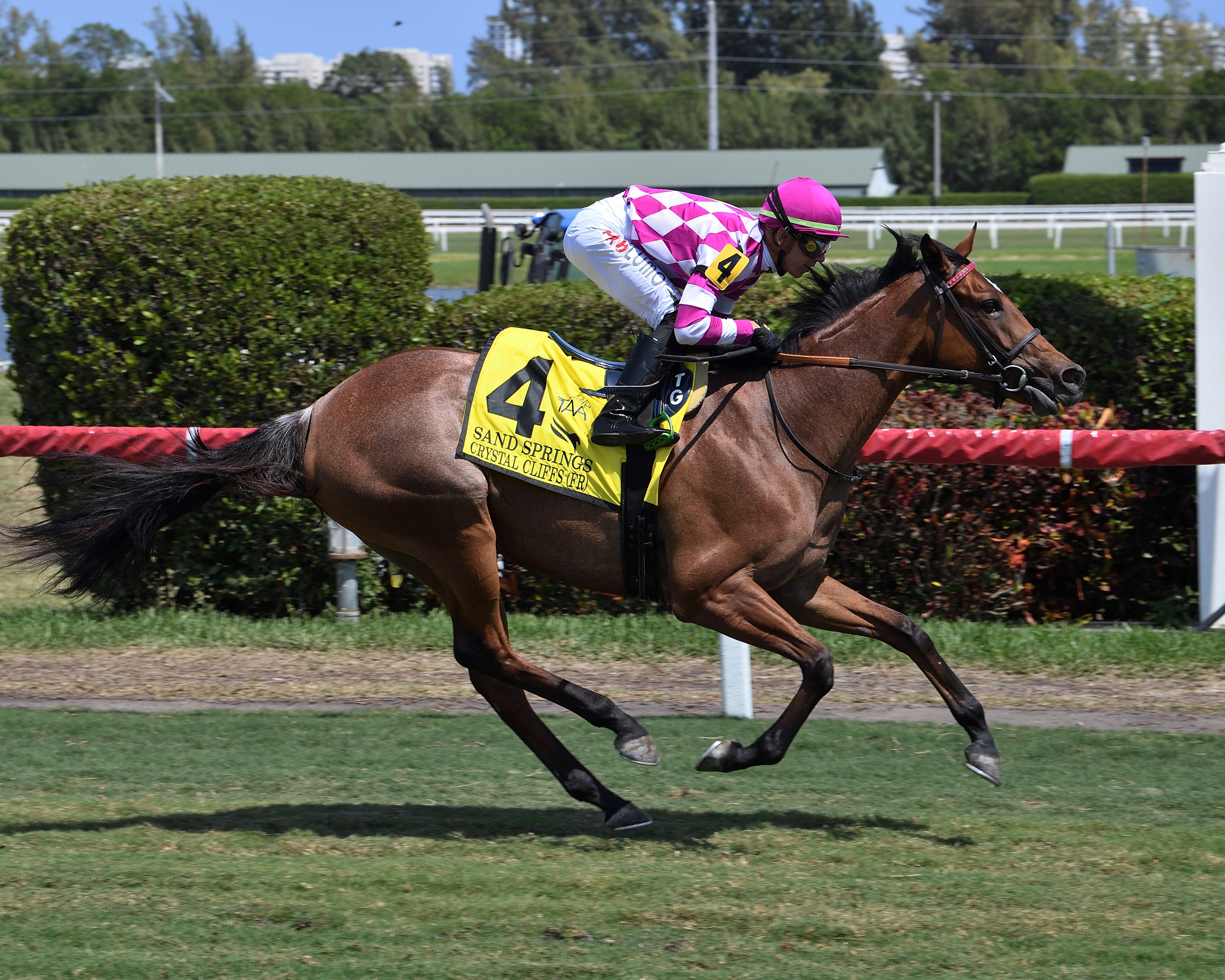 Crystal Cliffs (FR) - Horse Profile - BloodHorse