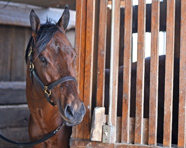 Golden Pal - Horse Profile - BloodHorse