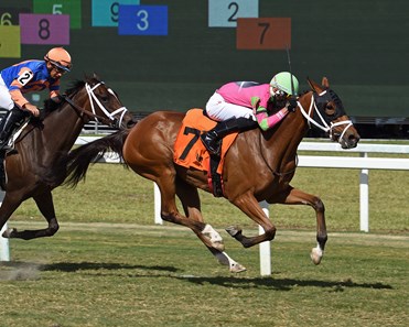 Empress Ellie - Horse Profile - BloodHorse