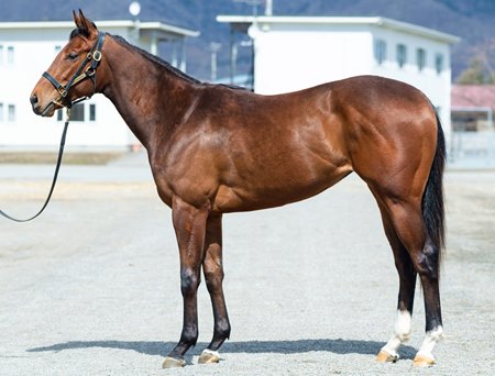 The Runhappy filly consigned as Hip 131 at the HBA Training Sale of 2-year-olds