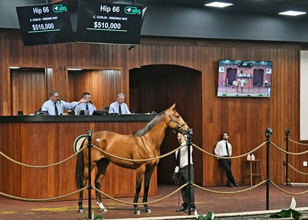 The Curlin colt consigned as Hip 66 in the ring at the OBS Spring Sale