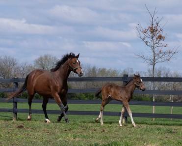 Starship Jubilee - Horse Profile - BloodHorse