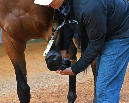 A veterinarian examines a horse