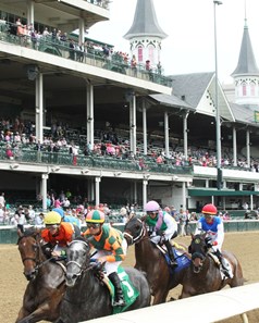 Grandstand Horse Profile Bloodhorse