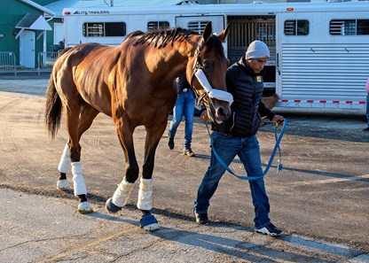 Skippylongstocking - Horse Profile - BloodHorse