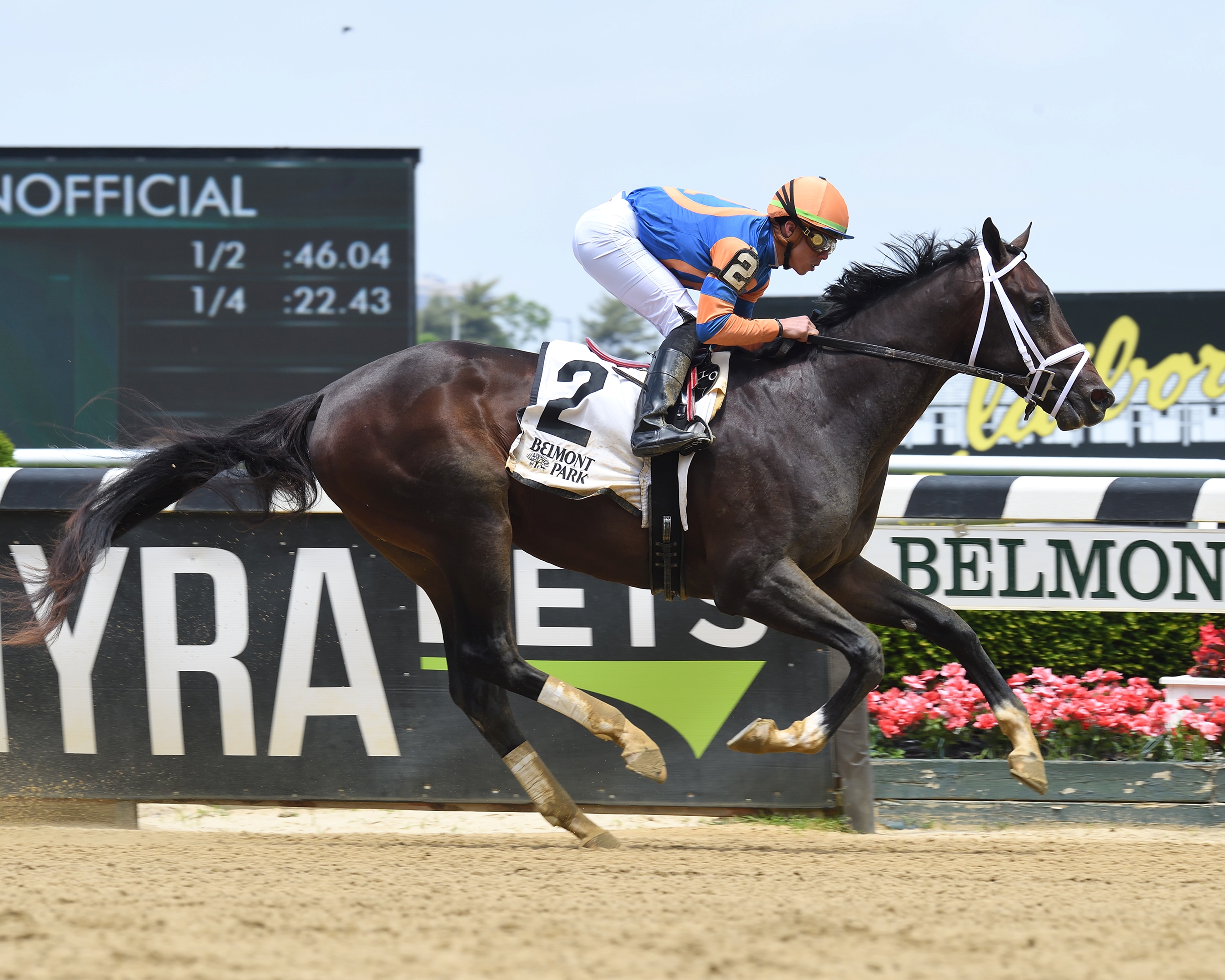 Forte - Horse Profile - BloodHorse