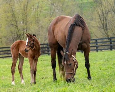 Rags to Riches - Horse Profile - BloodHorse