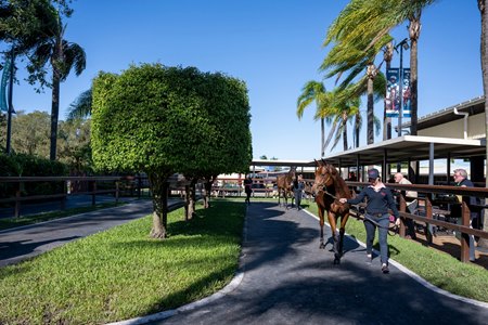 Horses parade ahead of the Magic Millions National Yearling Sale