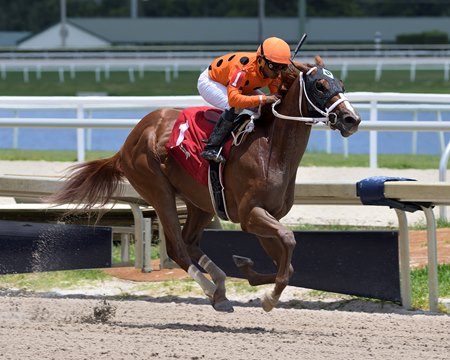 Awesome Strong breaks his maiden at Gulfstream Park May 6