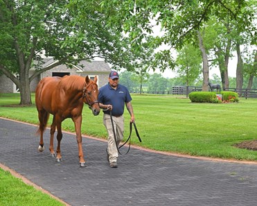 Gun Runner - Horse Profile - Bloodhorse