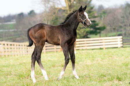 Volatile Stallion Volatile - Horse Profile - BloodHorse