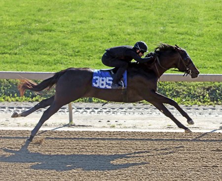 The Bernardini colt consigned as Hip 385 breezes an eighth-mile in :9 4/5 during the under tack portion of the Fasig-Tipton Midlantic Sale