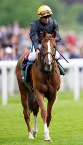 Stradivarius after winning this year's Yorkshire Cup at York