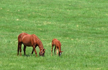 May 12, 2022: Mare and foal at Mt. Brilliant Farm...
Rick Samuels/The Blood-Horse