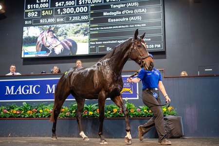 Tangier consigned as Lot 892 in the ring at the Magic Millions Gold Coast National Broodmare Sale 