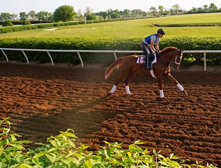 Rich Strike gallops May 12 at Mercury Equine Center