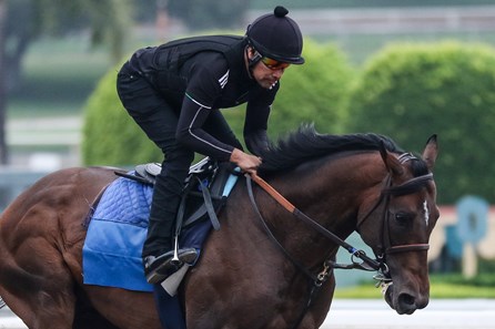 Country Grammer - Horse Profile - BloodHorse