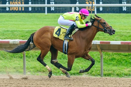 Accelerate - Horse Profile - BloodHorse
