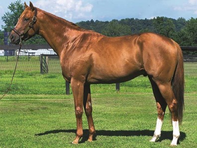 V. E. Day - Horse Profile - BloodHorse