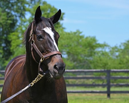 Zenyatta at Lane's End Farm