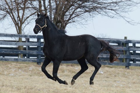 You And I Dies At 31 Bloodhorse